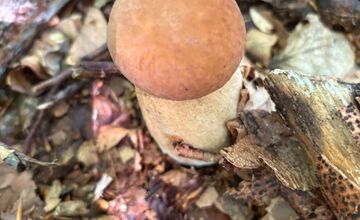 FOTO: Hubári v Trenčianskom kraji sa tešia z úlovkov