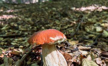 FOTO: Hubári v Trenčianskom kraji sa tešia z úlovkov