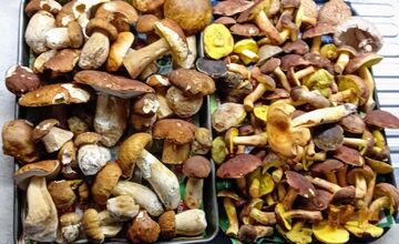 FOTO: Hubári v Trenčianskom kraji sa tešia z úlovkov