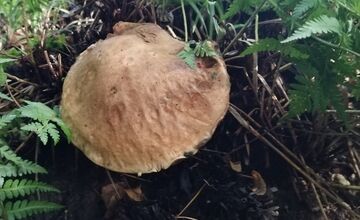 FOTO: Hubári v Trenčianskom kraji sa tešia z úlovkov