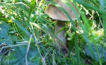 FOTO: Hubári v Trenčianskom kraji sa tešia z úlovkov