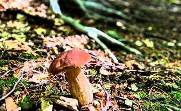 FOTO: Hubári v Trenčianskom kraji sa tešia z úlovkov