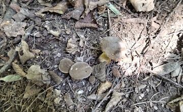 FOTO: Hubári v Trenčianskom kraji sa tešia z úlovkov