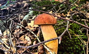 FOTO: Hubári v Trenčianskom kraji sa tešia z úlovkov