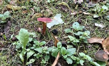 FOTO: Hubári v Trenčianskom kraji sa tešia z úlovkov