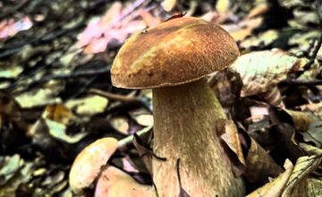 FOTO: Hubári v Trenčianskom kraji sa tešia z úlovkov