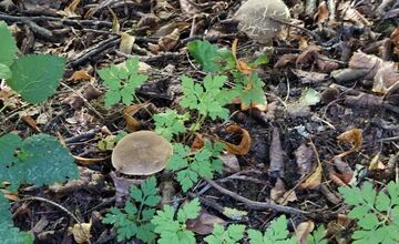 FOTO: Hubári v Trenčianskom kraji sa tešia z úlovkov