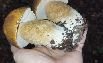 FOTO: Lesy v Bielych Karpatoch ožili hubami, hubári sa pochválili so svojimi úlovkami