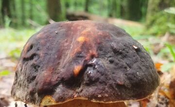 FOTO: Lesy v Bielych Karpatoch ožili hubami, hubári sa pochválili so svojimi úlovkami