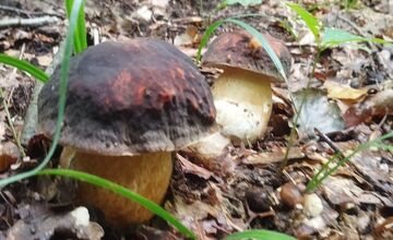 FOTO: Lesy v Bielych Karpatoch ožili hubami, hubári sa pochválili so svojimi úlovkami