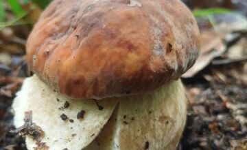 FOTO: Lesy v Bielych Karpatoch ožili hubami, hubári sa pochválili so svojimi úlovkami