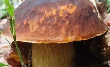 FOTO: Lesy v Bielych Karpatoch ožili hubami, hubári sa pochválili so svojimi úlovkami