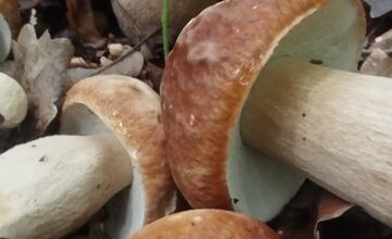 FOTO: Lesy v Bielych Karpatoch ožili hubami, hubári sa pochválili so svojimi úlovkami