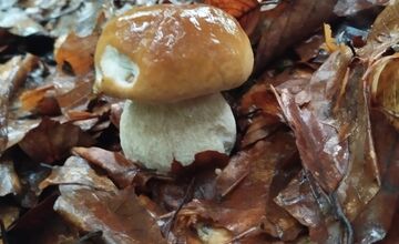 FOTO: Lesy v Bielych Karpatoch ožili hubami, hubári sa pochválili so svojimi úlovkami