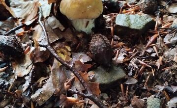 FOTO: Lesy v Bielych Karpatoch ožili hubami, hubári sa pochválili so svojimi úlovkami