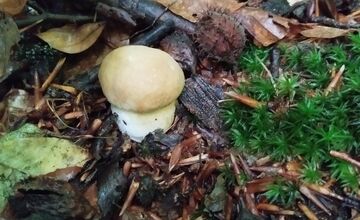 FOTO: Lesy v Bielych Karpatoch ožili hubami, hubári sa pochválili so svojimi úlovkami