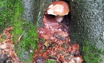 FOTO: Lesy v Bielych Karpatoch ožili hubami, hubári sa pochválili so svojimi úlovkami