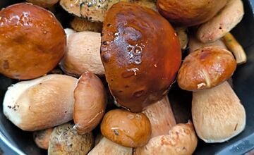 FOTO: Lesy v Bielych Karpatoch ožili hubami, hubári sa pochválili so svojimi úlovkami