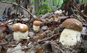FOTO: Lesy v Bielych Karpatoch ožili hubami, hubári sa pochválili so svojimi úlovkami