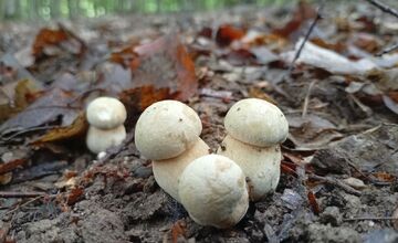 FOTO: Lesy v Bielych Karpatoch ožili hubami, hubári sa pochválili so svojimi úlovkami