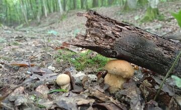 FOTO: Lesy v Bielych Karpatoch ožili hubami, hubári sa pochválili so svojimi úlovkami