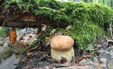 FOTO: Lesy v Bielych Karpatoch ožili hubami, hubári sa pochválili so svojimi úlovkami