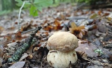 FOTO: Lesy v Bielych Karpatoch ožili hubami, hubári sa pochválili so svojimi úlovkami