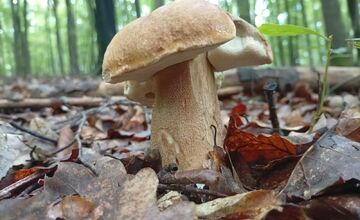 FOTO: Lesy v Bielych Karpatoch ožili hubami, hubári sa pochválili so svojimi úlovkami