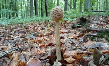 FOTO: Lesy v Bielych Karpatoch ožili hubami, hubári sa pochválili so svojimi úlovkami