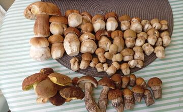 FOTO: Lesy v Bielych Karpatoch ožili hubami, hubári sa pochválili so svojimi úlovkami