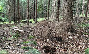 FOTO: Lesy v Bielych Karpatoch ožili hubami, hubári sa pochválili so svojimi úlovkami