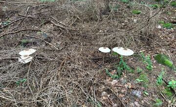 FOTO: Lesy v Bielych Karpatoch ožili hubami, hubári sa pochválili so svojimi úlovkami