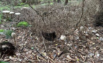 FOTO: Lesy v Bielych Karpatoch ožili hubami, hubári sa pochválili so svojimi úlovkami
