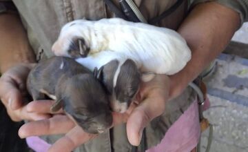 FOTO: Desiatky psov žili v špine a hlade. Enviropolicajti zasahovali pri Prievidzi