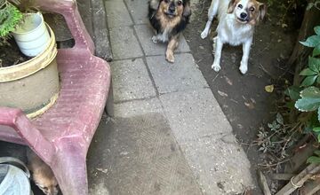 FOTO: Desiatky psov žili v špine a hlade. Enviropolicajti zasahovali pri Prievidzi