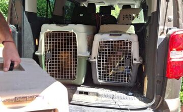 FOTO: Desiatky psov žili v špine a hlade. Enviropolicajti zasahovali pri Prievidzi