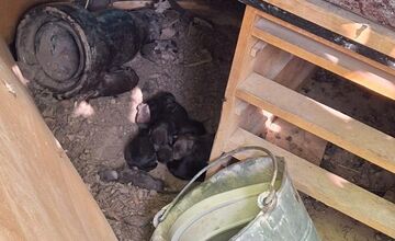 FOTO: Desiatky psov žili v špine a hlade. Enviropolicajti zasahovali pri Prievidzi