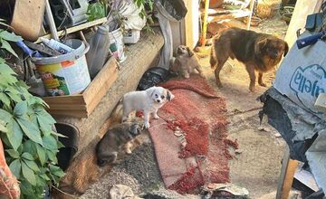 FOTO: Desiatky psov žili v špine a hlade. Enviropolicajti zasahovali pri Prievidzi