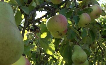 FOTO: Mužovi z Ilavského okresu sa podarilo naštiepiť hrušky s jablkami 