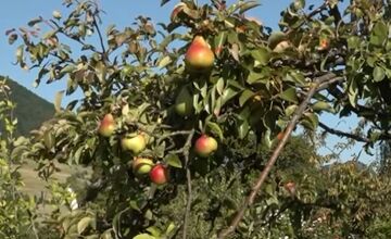 FOTO: Mužovi z Ilavského okresu sa podarilo naštiepiť hrušky s jablkami 