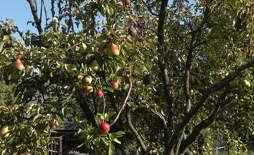 FOTO: Mužovi z Ilavského okresu sa podarilo naštiepiť hrušky s jablkami 