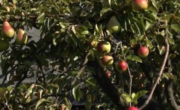 FOTO: Mužovi z Ilavského okresu sa podarilo naštiepiť hrušky s jablkami 