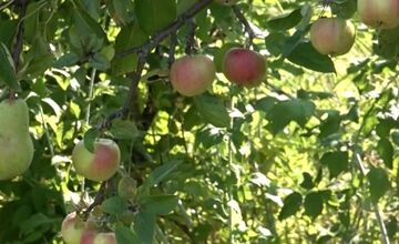 FOTO: Mužovi z Ilavského okresu sa podarilo naštiepiť hrušky s jablkami 