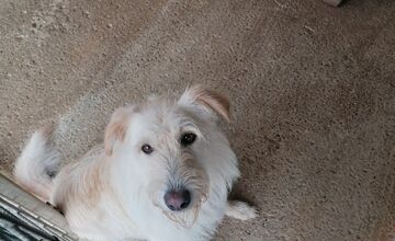 FOTO: Prípad psíka Olivera chytil za srdce Trenčanov 