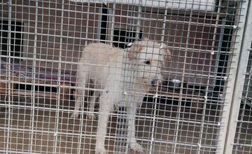 FOTO: Prípad psíka Olivera chytil za srdce Trenčanov 