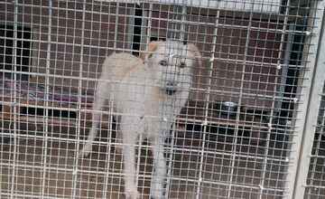 FOTO: Prípad psíka Olivera chytil za srdce Trenčanov 