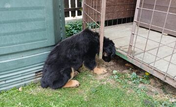 FOTO: Dramatické chvíle v Bánovciach, šteniatku museli pomôcť hasiči