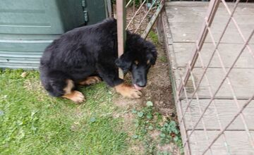 FOTO: Dramatické chvíle v Bánovciach, šteniatku museli pomôcť hasiči