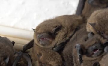 FOTO: Spoločenská hodnota jedného netopiera je 460 eur, no ľudí potrápili v bytovke v Trenčianskych Tepliciach 