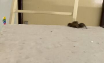 FOTO: Spoločenská hodnota jedného netopiera je 460 eur, no ľudí potrápili v bytovke v Trenčianskych Tepliciach 